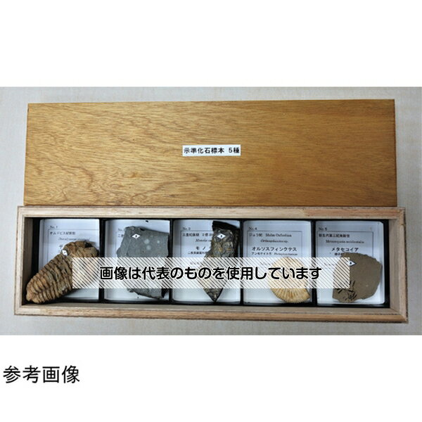 大江理工社 示準化石標本5種 入数：1箱