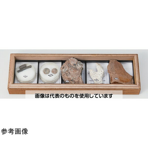 大江理工社 示相化石標本5種 入数：1箱