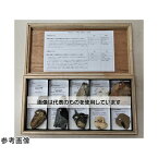大江理工社 示相化石・示準化石標本10種 入数：1箱