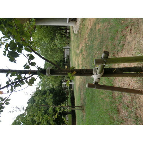 ��TRUSCO �ʥ����� 3���� ����6mmXĹ��20m R620M(5113237)