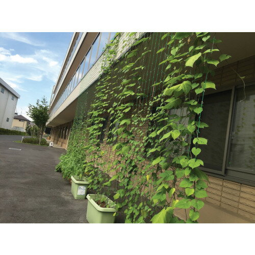 ■Dio つるもの園芸ネット 緑 10cm角目 幅1.8m×長さ3.6m 260985(8364682)