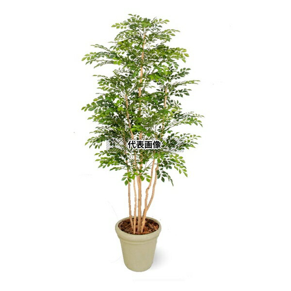 タカショー GD-151 21171500 新トネリコ 5本立 1.8m 大型人工樹 人工植物 観葉 GD-151 [法人限定]