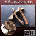 送料無料 犬 おやつ 無添加 鹿の角 ガム どっぐふーどる 約13cm〜16cm 歯磨き 鹿角 鹿 角 歯石取り 国産 おもちゃ 小型犬 天然 | 犬のおやつ ドッグ 長持ち 小型 ペット 歯磨きガム 歯石 ストレス解消 グッズ 犬おやつ デンタルケア 犬おもちゃ 犬用品 エチケットガム ごはん