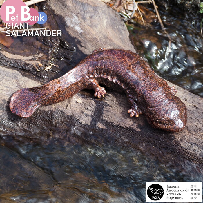PET BANK オオサンショウウオ 貯金箱 インテリア 置き物 絶滅危惧種 動物 ペット JAZA寄付 GIANT SALAMANDER magnet マグネットのサムネイル