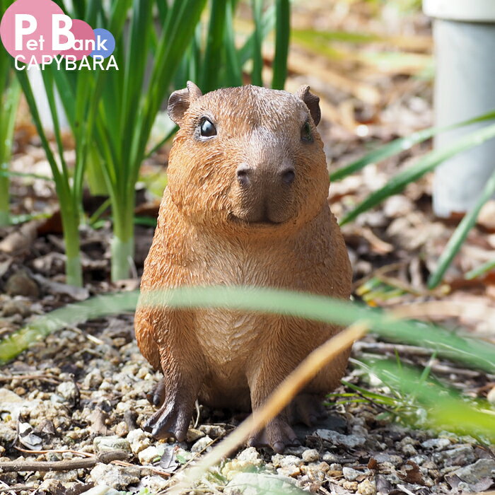 Rakuten - 【スーパーSALE割引商品】PET BANK カピバラ 貯金箱 インテリア 置き物 かわいい 動物 ペット JAZA寄付 CAPYBARA magnet マグネット