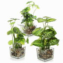XiaZ適格請求書発行可人工観葉植物フェイクグリーン光触媒3点セット光しょくばい観葉植物水生植物フェイク小さい卓上光触媒観葉植物ミニガラス鉢(四つ叶のクローバー...