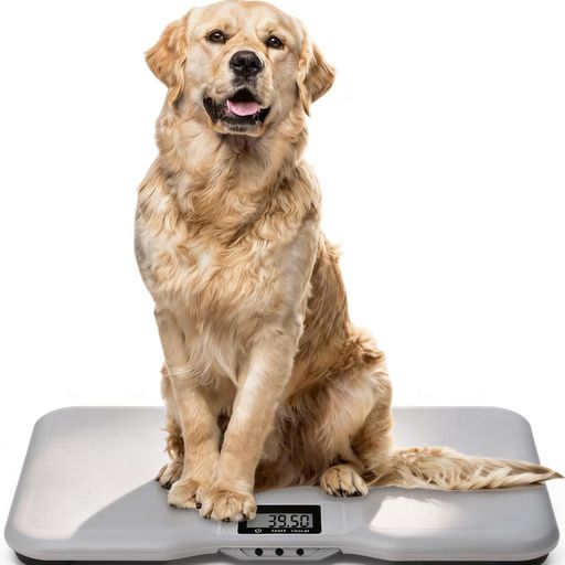 �緿���νŷס���֥�ɡ����б�|150kg�ޤǥץ饹�ޥ��ʥ�0.05%�����١�Ķ���̥��ƥå�90x50cm������������ͽ���к�|�Ҷ����������ͤ��νŴ��������졼