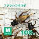 フタホシコオロギ(Mサイズ) 生き餌100匹セット【只今20匹増量中】※エサ用 ※死着補償有り（地域限定）　爬虫類 両生類 大型魚 小動物