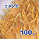 ヒメダカ　100匹　※死着補償有り（東北、関東、北陸、中部、関西地域限定）【クール便(冷蔵)発送】通常商品との同梱不可　活きエサ　エサ用　生体　※沖縄、離島発送不可