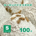 ヨーロッパイエコオロギ（Sサイズ） 100匹 （0．5～1cm）【只今20匹増量中】活エサ ※死着補償有り（地域限定）爬虫類 両生類 大型魚 小..