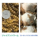 【生き餌】ジャイアントミルワーム 50匹 / ヨーロッパイエコオロギ Mサイズ 50匹 ※死着補償有り(地域限定)ミルワーム コオロギ
