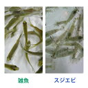 雑魚 ・川魚 30匹／スジエビ 30匹 ※クール便【活きエサお試しアソートセット】※死着補償有り（地域限定）