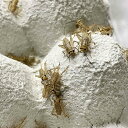 ヨーロッパイエコオロギ(SMサイズ) 50匹セット【生き餌】【おまけ付】※死着補償有り(地域限定)活きエサ、爬虫類 両生類 大型魚 小動物