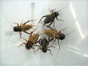 フタホシコオロギ(Mサイズ) 20匹セット 【生き餌】※死着補償有り(地域限定)活きエサ、爬虫類 両生類 大型魚 小動物