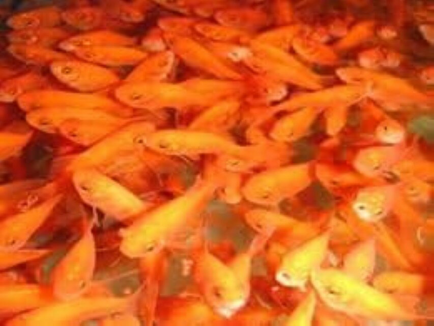 小赤（金魚）500匹　エサ用　金魚すくい用　※死着補償有り（地域限定）