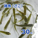 雑魚（ざこ） 30匹セット（エサ用川魚）※死着補償有り（地域限定）釣り餌 カワセミ撮影にも【クール便】常温活きエサと同梱不可。