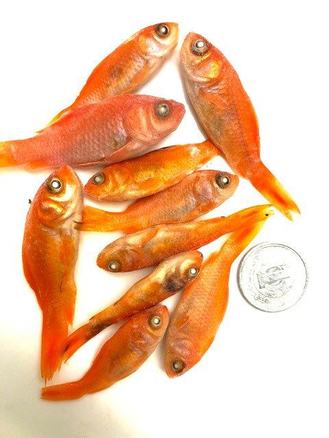 冷凍小赤（金魚）30匹 エサ用 和金【クール便】（注）同梱不可