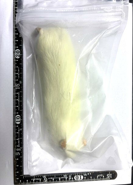 【国産】冷凍アダルトラット(L)　160-200g　1匹　※クール便