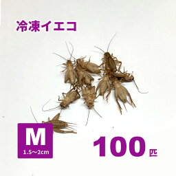 冷凍ヨーロッパイエコオロギ(Mサイズ)100匹【クール便発送】冷凍エサ