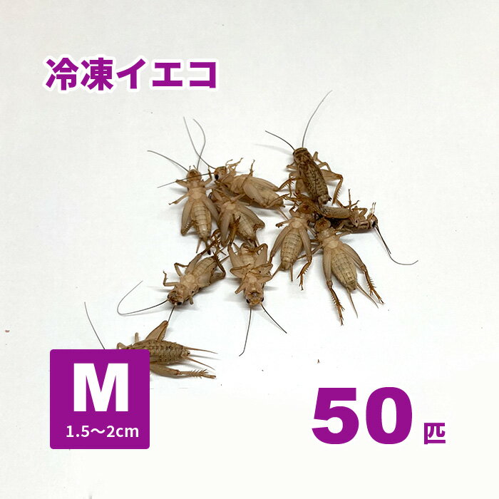 ●冷凍ヨーロッパイエコオロギMサイズ(1.5〜2cm) ●生きたまま冷凍しますのでとても新鮮です。 ●活きエサの苦手な方に便利です。■発送の注意■ ★こちらの商品は冷凍です。 活きエサ、通常商品と同梱ができません。ご了承ください。※冷凍商品の同梱は可能です。