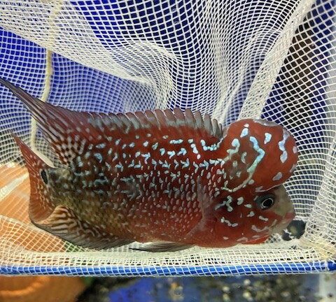 ◆北海道、九州、四国、中国地方への｢生体｣の発送は翌々日配達地域となる為、【死着補償】をしておりません。予めご了承下さい。 ◆生体につき「午前中」お受け取り可能な地域は翌日午前中着となります。それ以外【午前中配達不可能な地域、お客様ご都合での午後以降のお受取り】のお受取り状況によっては【死着補償対象外】となることもあります。予めご了承下さい。 ◆店舗、他サイトとの併売の為、ご注文時に誤差、又は完売している場合もございます。その際はこちらからご連絡致します。予めご了承下さい。 ◆【死着補償】について 到着した生体は、開封する前に死亡や衰弱している個体がいないか確認して下さい。死着、衰弱個体がいる場合は、そのまま送り返して頂く場合がありますので開封前に、当日19時までに電話またはメールにてご連絡下さい。 ◆【死着補償】対象外 ◎発送が翌々日になる地域。北海道、九州、四国、中国地方。 ◎お客様の都合によりお受け取りが翌々日になった場合。 ◎開封後翌日の死亡の場合。 ◎沖縄、その他離島。【赤系大頭花羅漢」 改良品種/最大全長30cm　(撮影時:11-12cm) ※死着補償有り ※一点個体ですので返金となります。　 ※夏季、冬季は午前中配達可能地域に限ります。（地域限定）