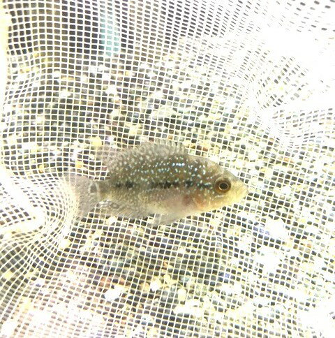 フラワーホーン“花羅漢”※死着補償...