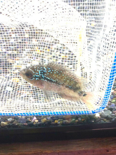 フラワーホーン“花羅漢”7※死着補...