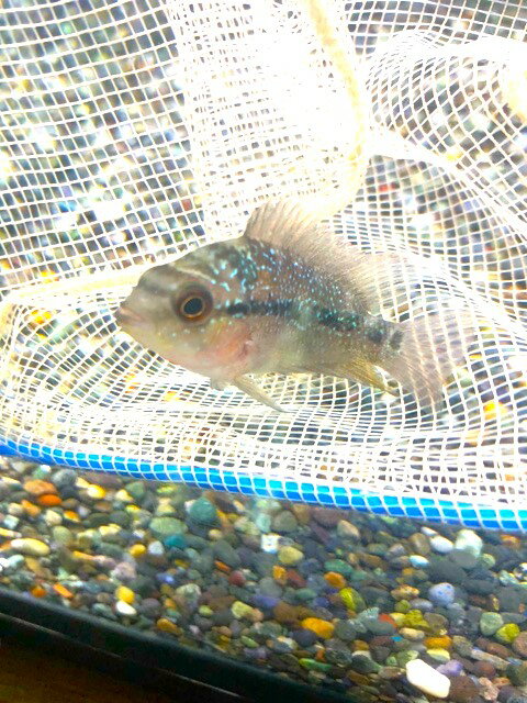 フラワーホーン“花羅漢”1※死着補...