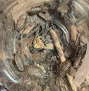 ストリップバロウィングローチ 幼虫5匹セット (生体) ※死着補償有り(地域限定)