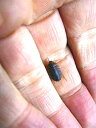 カブトガニゴキブリ 幼虫5匹セット (生体)※死着補償有り(地域限定))