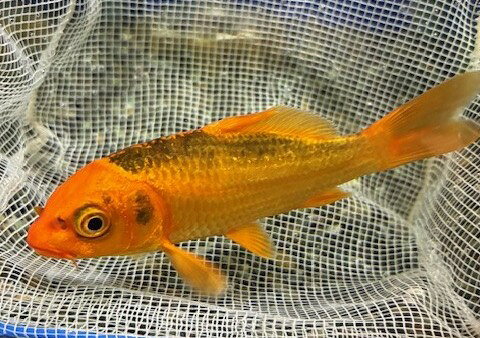 錦鯉（ニシキゴイ）1　※死着補償有り(地域限定)　1点物