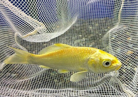 錦鯉（ニシキゴイ）4　※死着補償有り(地域限定)　1点物