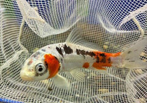 楽天市場】錦鯉 ニシキゴイ（観賞魚｜熱帯魚・アクアリウム）：ペット