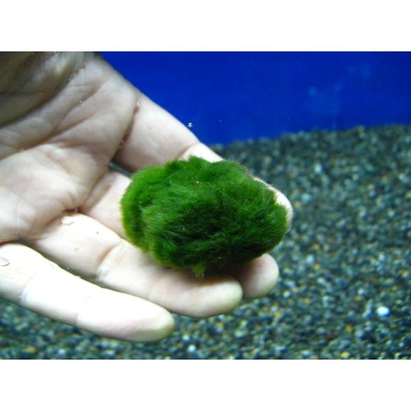 西洋マリモ(M)　1個