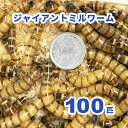 ジャイアントミルワーム（ジャイアントロイヤルワーム） 100匹セット【只今10％増量中】（活き餌）※死着補償有り（地域限定）小動物 爬虫類 大型魚 活きエサ 生餌 ミルワーム