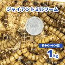 ジャイアントミルワーム 1kg(約800‐900匹) ※死着補償有り（東北、関東、北陸、中部、関西限定）ジャイアントロイヤルワーム　小動物　爬虫類　大型魚　活きエサ　生餌　ミルワーム