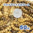 ジャイアントミルワーム（ジャイアントロイヤルワーム） 50匹セット（活き餌）※死着補償有り（地域限定）小動物 爬虫類 大型魚 活きエサ 生餌 ミルワーム