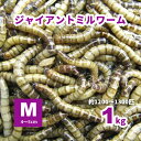 ジャイアントミルワーム Mサイズ4-5cm 1kg(約1200-1300匹) ※死着補償有り（地域限定）ジャイアントロイヤルワーム 小動物 爬虫類 大型魚 活きエサ 生餌 ミルワーム