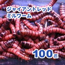 ジャイアントレッドミルワーム 100匹セット【セット割引有り】※死着補償有り(地域限定) 小動物 爬虫類 大型魚 活きエサ 生餌 ジャイアントロイヤルレッドワー...