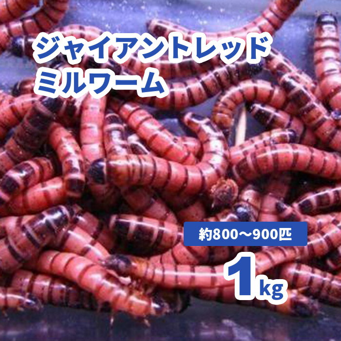 ジャイアントレッドミルワーム（ジャイアントロイヤルレッドワーム）1kg(約800‐900匹)（活き餌）※死着補償有り(地域限定)　小動物　爬虫類　大型魚　活きエサ　生餌