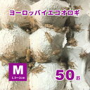 ヨーロッパイエコオロギ（Mサイズ）生き餌 50匹 1．5～2cm 活エサ ※死着補償有り（地域限定）爬虫類 両生類 大型魚 小動物