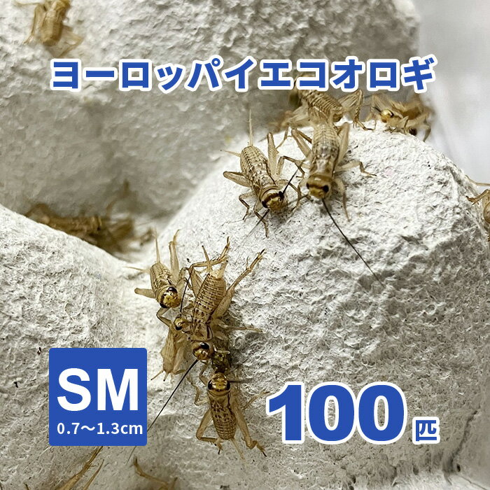 ヨーロッパイエコオロギ SMサイズ 100匹セット(0.7〜1.3cm)【只今20匹増量中】【生き餌】 活エサ ※死着補償有り(地域限定)爬虫類 両生類 大型魚...