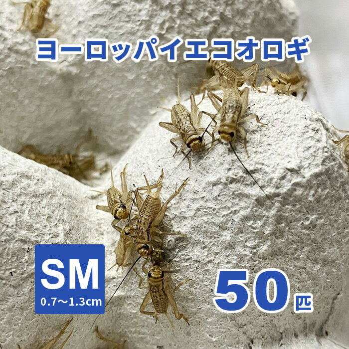 ヨーロッパイエコオロギ（SMサイズ）生き餌 50匹 0．7～1．3cm 活エサ ※死着補償有り（地域限定）爬虫類 両生類 大型魚 小動物