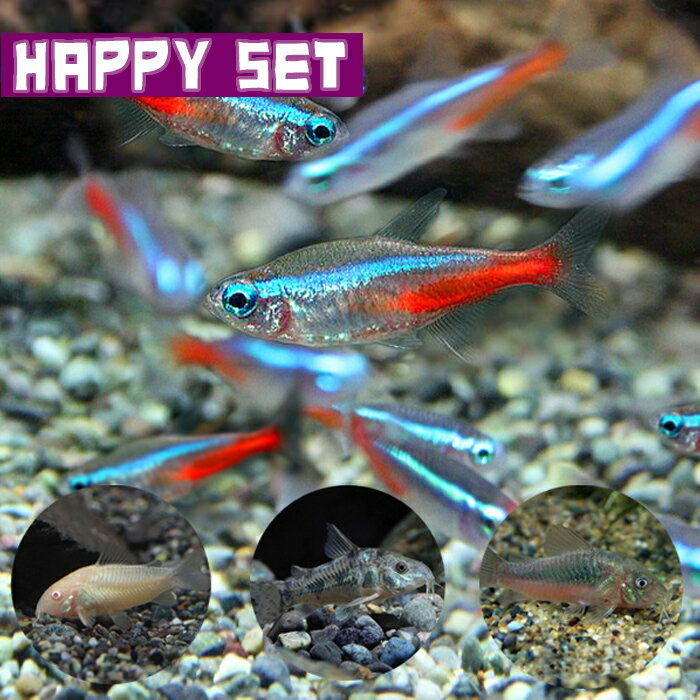 (熱帯魚セット)【ハッピーセット】ネオンテトラ（SMサイズ約1.5-2cm）(10匹) ＋ コリドラスミックス(赤・白・パレアタス)（約3cm)(3匹)【水槽/熱帯魚/観賞魚/飼育】【生体】【通販/販売】【アクアリウム/あくありうむ】【小型】