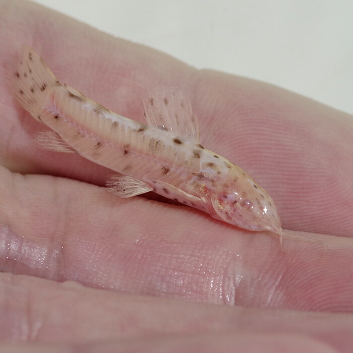 (熱帯魚)アルビノヨロイナマズ　（約4cm）（1匹）