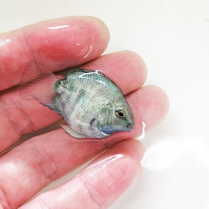 (スーパーセール)(熱帯魚)ゼブラパロット　シクリッド　（ブルータイガーパロット） （約3cm）（1匹）