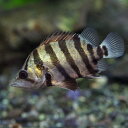 (熱帯魚 生体)メニーバータイガーフィッシュ (シックスバンドタイガー) (約8cm)(1匹)【水槽/熱帯魚/観賞魚/飼育】【生体】【通販/販売】【アクアリウム/あくありうむ】【小型】