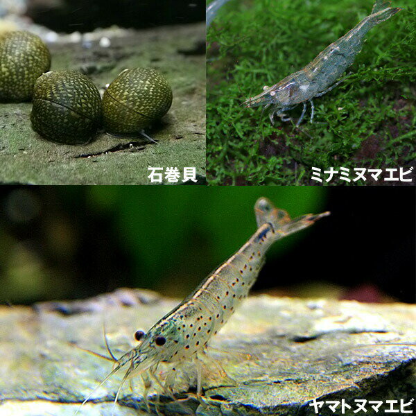 ヤマトヌマエビ ミナミヌマエビ みんな探してる人気モノ ヤマトヌマエビ ミナミヌマエビ ペット ペットグッズ ヤマトヌマエビ ミナミヌマエビ みんな探してる人気モノ ヤマトヌマエビ ミナミヌマエビ ペット ペットグッズ
