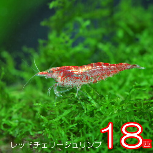 ( オススメ)(エビ)チェリーレッドシュリンプ （18匹）＋（2匹おまけつき）【水槽/熱帯魚/観賞魚/飼育】【生体】【通販/販売】【アクアリウム/あくありうむ】【小型】【レッドチェリーシュリンプ】