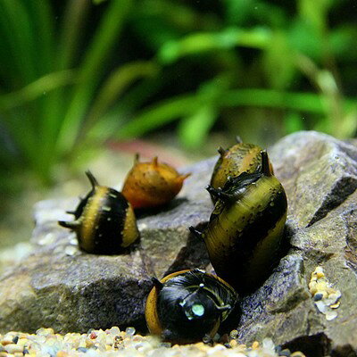 (貝)カラーサザエ石巻貝 (約1cm)(10匹...の紹介画像2